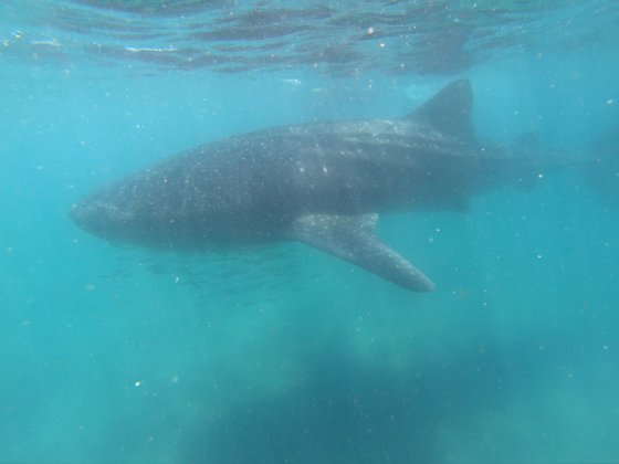 Whale Shark in der Sea of Cortez